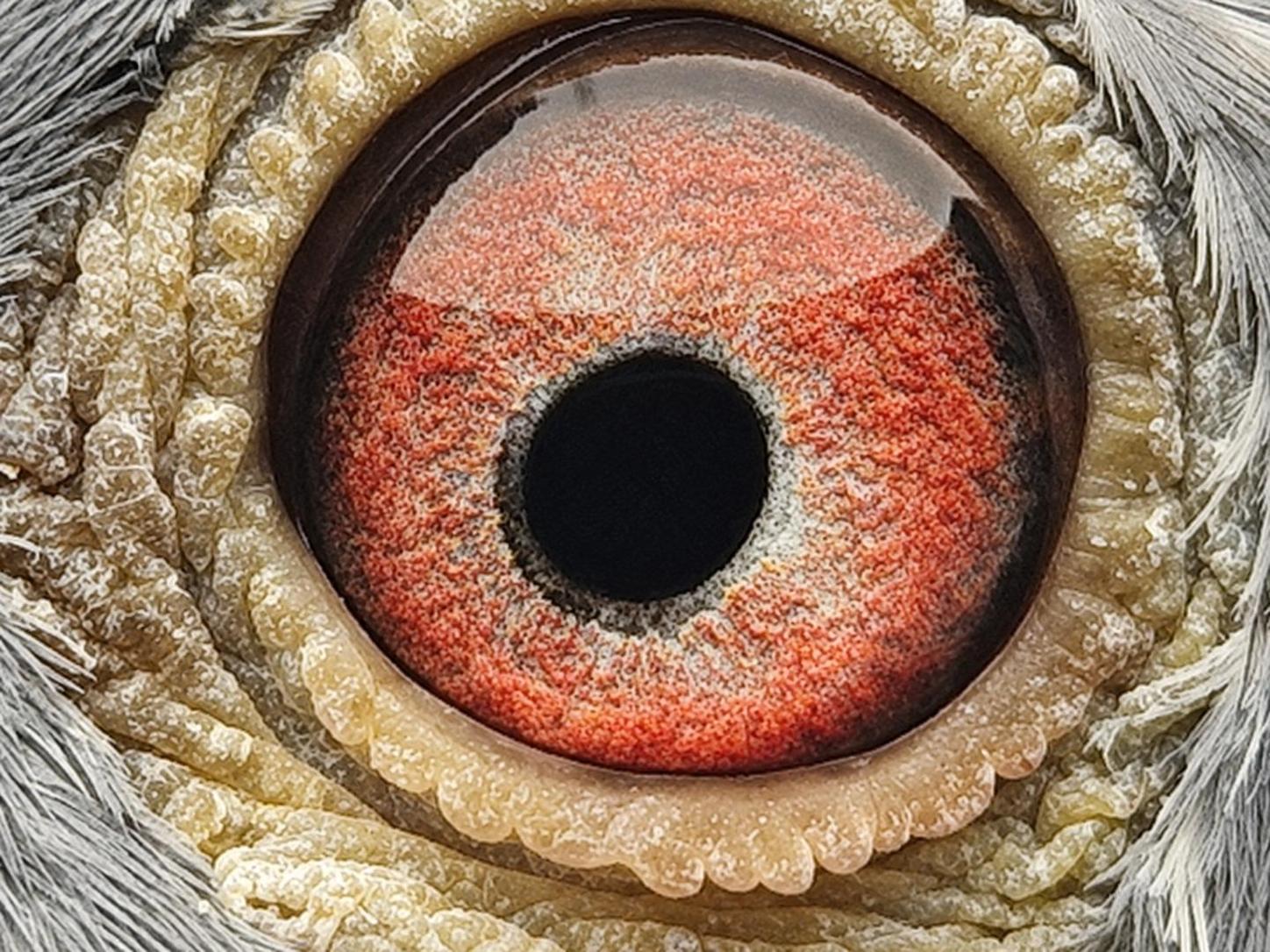 Pigeon eye